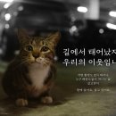 길고양이를 만진 여성이 중증열성혈소판감소증후군(SFTS)에 감염되었다 이미지