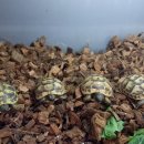 파충류샵KKZOO