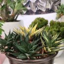 소로2-낭월27 | [경기 일산] 서울근교 주말 나들이 추천 &lt;고양가을꽃축제&gt; 주차정보