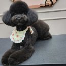 릴리줄리살롱 이미지