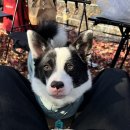 가평사과나무캠핑장 | 가평 캠핑장 가평사과나무캠핑장 밤존 | 중대형견 가능한 프라이빗 사이트