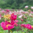 망주보건진료소 이미지