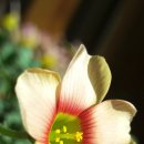 버밀리언 이미지