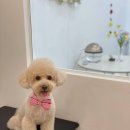 뭉구르밍 | 댕댕이 미용해주려 뭉구르밍 다녀온후기