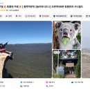 시드니 여행#3 블루마운틴 투어+페더데일 동물원 오픈런 솔직 후기&amp;필수 준비템