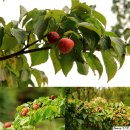 마니산 &amp; 강화 일출 이미지