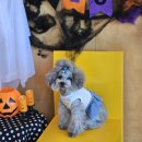 인천강아지분양 판도라독 가정분양 이미지