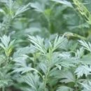 쑥 효능 부작용 나오는 시기 쑥즙 효능 이미지