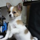 한국참피온 이미지