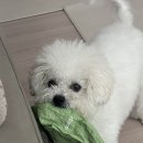 비숑이즈 | 알차다못해 흘러 넘친 금주 일상 (Feat. 태양의 서커스 후기🤸🏻‍♂️)