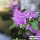 쌍곡반점 이미지