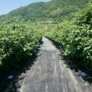 털보네농장 이미지