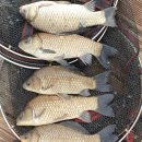 성호1좌대 이미지