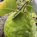 살구숲한의원 이미지