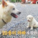 춘이농장 네이버블로그