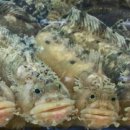 거제활어 이미지