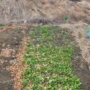 SK행복충전 부평충전소 | 20260309월: 감자밭만들기