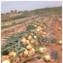 풍년건강원 이미지