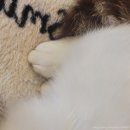 청춘 고양이 카페 이미지