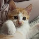 대한사료(주) | [로얄캐닌 베이비캣] 습식/건식 아기고양이 사료 후기