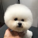 속초애견미용학원