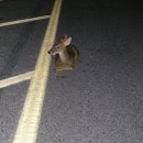 금봉대로 이미지