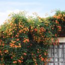 맘스터치 자인점 이미지