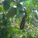 영복농장 이미지