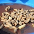 외동농원 이미지