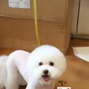 딸기애견미용실 이미지