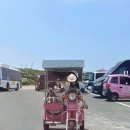 스마일카부분정비 | 우도 전기차 애견동반 가능한 걸리버여행기에서 빌린 솔직후기