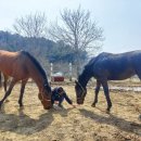 우사랑동물병원 | 말에게 반추동물(소) 사료를 급여해서는 안 되는 이유