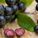 베리 핏 피티 이미지