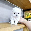 강아지분양 애견입양 아이러브독 인천점 이미지