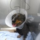 성모동물병원 이미지