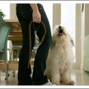 강아지산책 이미지