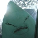 목향찜명가 이미지