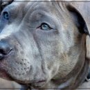 멍멍나래 장현점 이미지