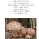 표고버섯 재배방법 이미지