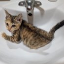 사월이네 이미지