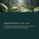 알프스동물병원 | 라임병 원인과 증상 이해하기