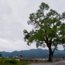 느릅나무가든 이미지