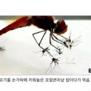 잠자리 잡으면 안되는 이유‼️ 이미지