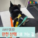 동물등록 했으니 됐다고? 반려견 유실하지 않으려면(꿀팁) 이미지