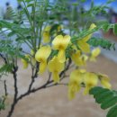 양구개느삼자생지 이미지