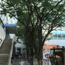 선일악기 이미지