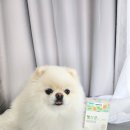 펫츠바이 이미지