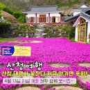 소림길 | [산청 가볼만한곳] 4월 꽃잔디 명소 대명사 개화 현황와 주지스님의 꽃 공양