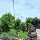 라니스테이 이미지