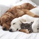 지니영어학원 이미지